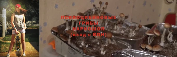индика Арсеньев